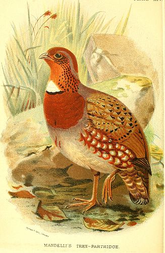 Chestnut-breasted partridge